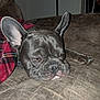 Oscar is registered to the contest to win money with this photo: french_bulldog, dog, pet, sleepy, couch, blanket, indoor, brown, plaid, cozy, animal, resting, ears, face, closeup, fur, napping, domestic_animal, companion, relaxing