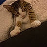 Zebulon participe au concours pour gagner de l'argent avec cette photo : cat, kitten, tabby, white_fur, sleeping, sleepy, cozy, blanket, fluffy, paws, whiskers, closed_eyes, indoors, bed, cushion, relaxed, pet, mammal, portrait, nap