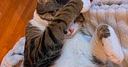 Zebulon a rejoint le concours — aidez-le/la à gagner de superbes lots ! cats, cat, kitten, sleeping, cuddling, furry, tabby, white_cat, brown_cat, pet, animals, blanket, cozy, indoors, relaxed, lying_down, closeup, red_cushion, wooden_floor, adorable