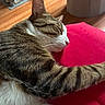 cat, tabby, white_fur, sleeping, napping, relaxed, pet, animal, whiskers, closed_eyes, pink_cushion, stretched_leg, striped_fur, close_up, indoor, wooden_floor, sunlight, shoes, planter, cozy