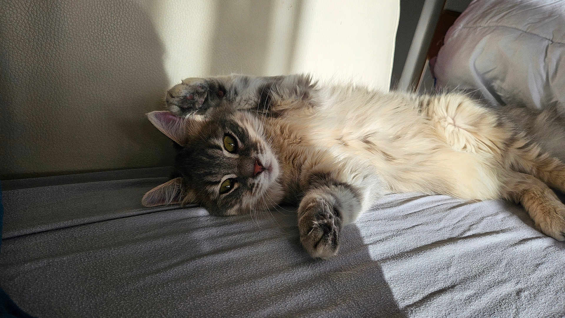 Bunny participe au concours pour gagner de l'argent avec cette photo : bed, bedroom, cat, cozy, ear, feline, fur, green_eyes, indoor, long_hair, lying_down, nap, paw, pet, portrait, relaxed, shadow, sheet, sunlight, whiskers