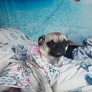 Phoebe joined the competition — help win amazing prizes! dog, pug, pet, dress, bed, bedding, seashell_pattern, indoor, cozy, animal, portrait, cute, small_dog, fabric, floral, resting, background, tropical, blue, white