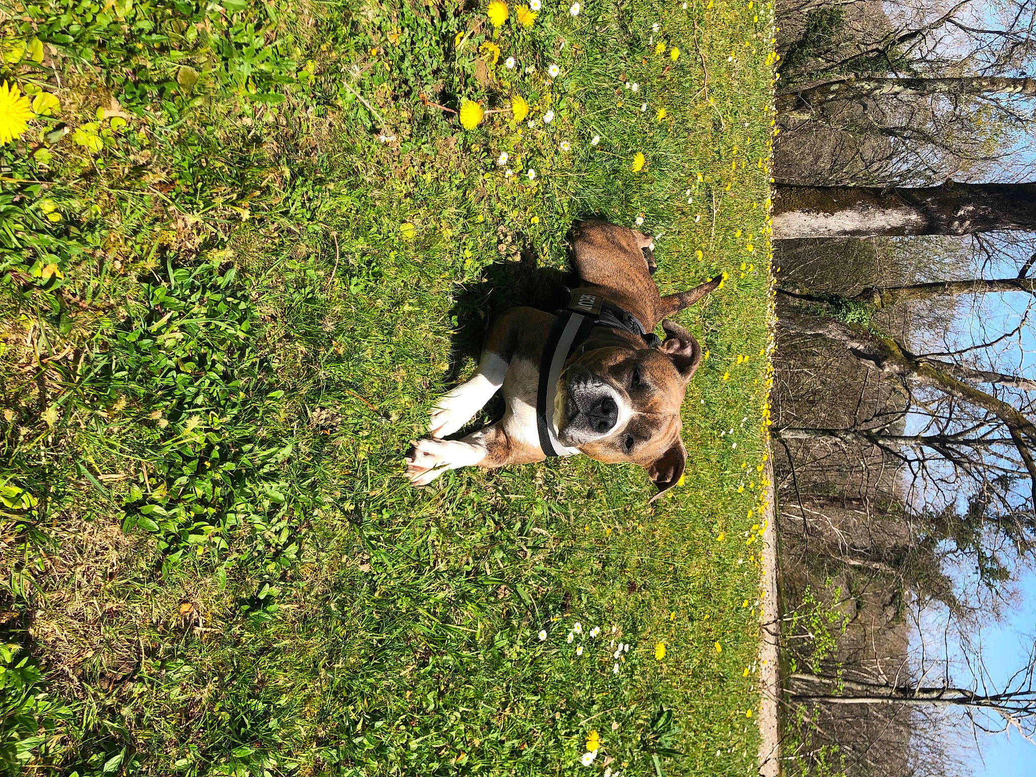 Tequila a rejoint le concours — aidez-le/la à gagner de superbes lots ! carnivore, companion_dog, dog, dog_breed, fawn, flower, grass, grassland, groundcover, happy, leisure, natural_landscape, nature_reserve, pasture, people_in_nature, plant, shrub, sporting_group, tree, trunk