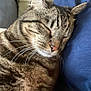 abyssinian, animal, architecture, blanket, cat, couch, cushion, face, furniture, head, homedecor, indoors, kitten, manx, person, pet, photography, pillow, portrait, sleeping