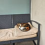 Mouane a rejoint le concours — aidez-le/la à gagner de superbes lots ! animal, bench, canine, cat, chaise, dog, dogbed, furniture, kitten, pet