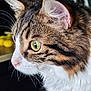 abyssinian, angora, animal, bodypart, cat, kitten, manx, mouth, person, pet, siamese
