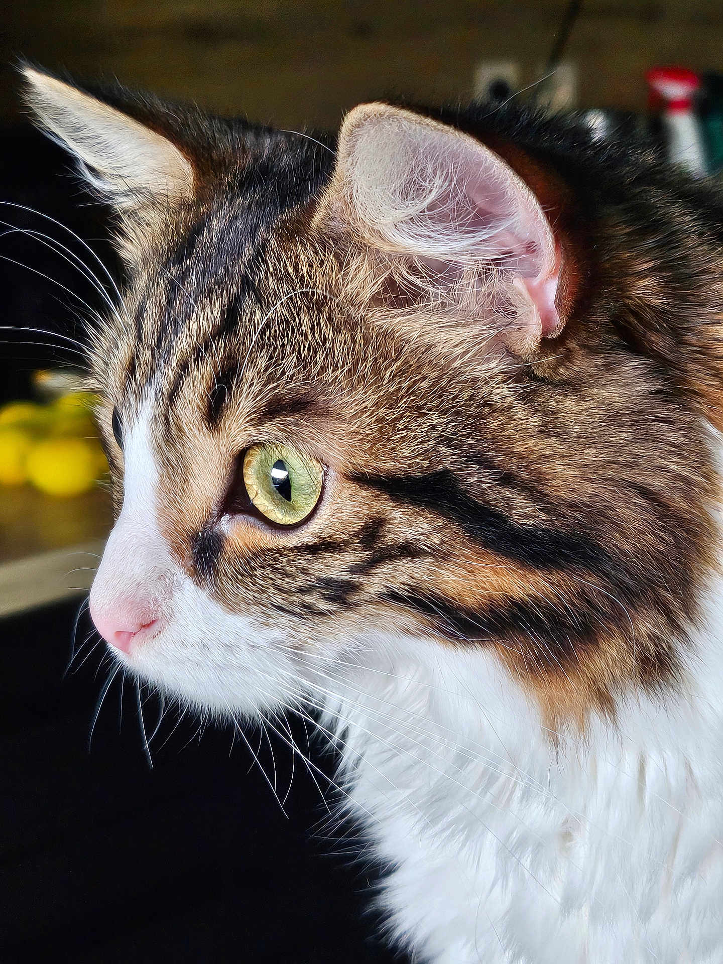 Mouane participe au concours pour gagner de l'argent avec cette photo : abyssinian, angora, animal, bodypart, cat, kitten, manx, mouth, person, pet, siamese