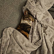 Mouane participe au concours pour gagner de l'argent avec cette photo : abyssinian, animal, back, bed, blanket, bodypart, cat, clothing, couch, furniture, homedecor, kitten, laundry, linen, manx, person, pet, quilt, sleeping, towel