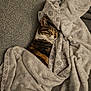 abyssinian, animal, back, bed, blanket, bodypart, cat, clothing, couch, furniture, homedecor, kitten, laundry, linen, manx, person, pet, quilt, sleeping, towel