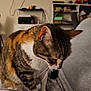Mouane a rejoint le concours — aidez-le/la à gagner de superbes lots ! animal, architecture, building, cat, computerhardware, couch, electronics, entertainmentcenter, furniture, hardware, indoors, livingroom, manx, monitor, person, pet, room, screen, shelf, tv