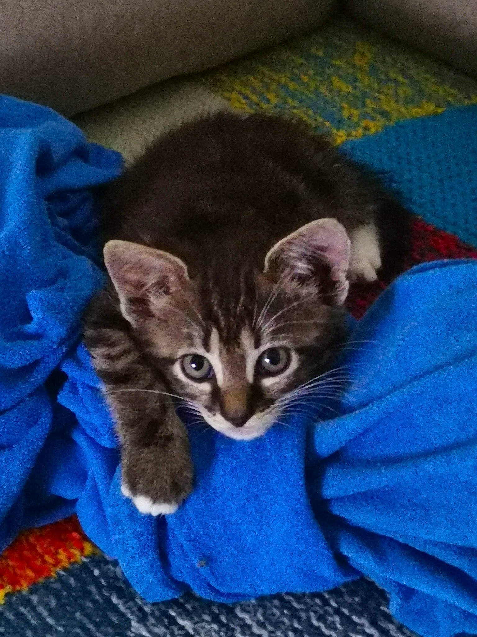 Kaline a rejoint le concours — aidez-le/la à gagner de superbes lots ! blue, carnivore, cat, cat_supply, claw, comfort, domestic_short_haired_cat, electric_blue, felidae, fur, paw, small_to_medium_sized_cats, snout, tail, whiskers