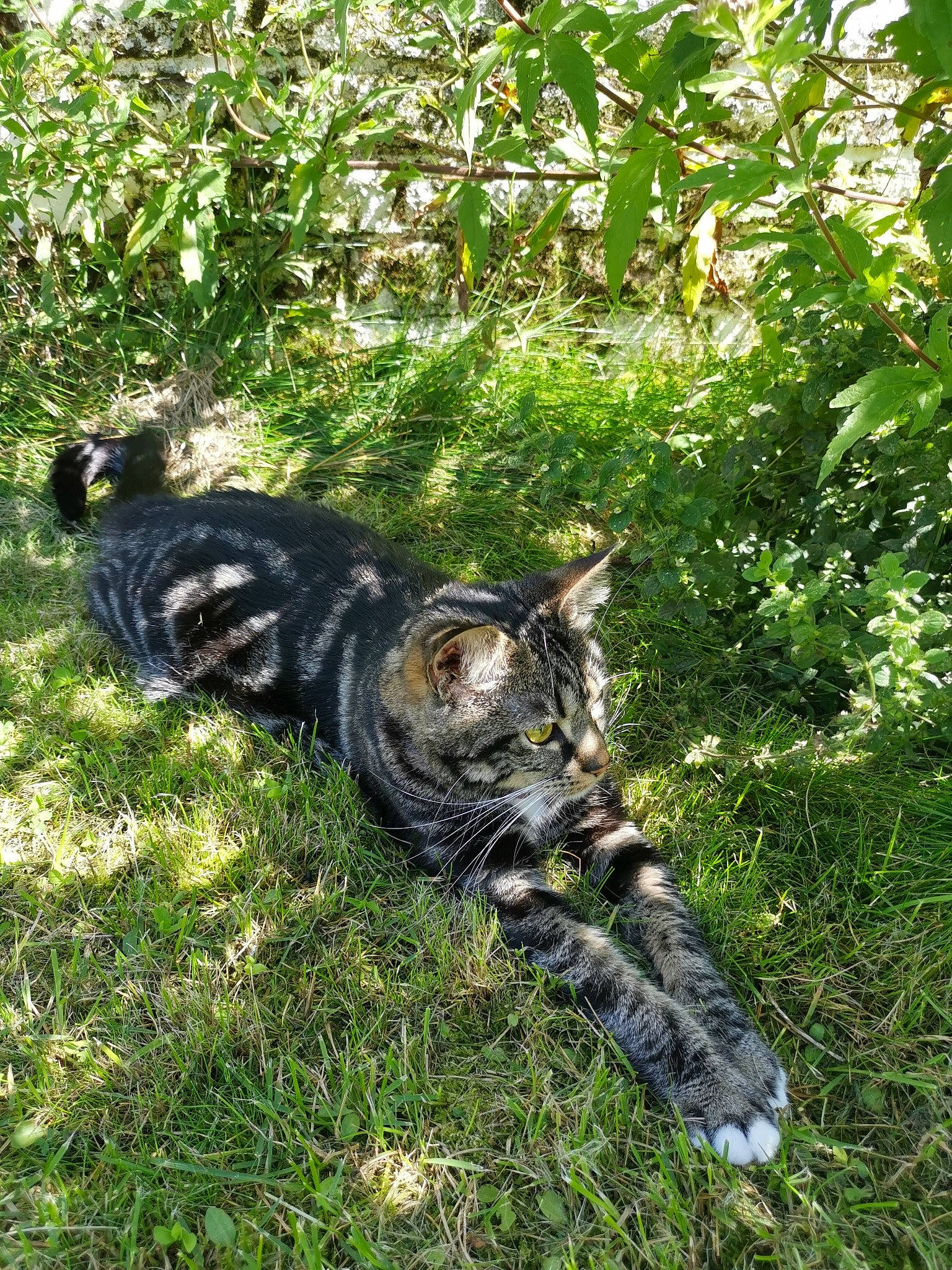 Kaline a rejoint le concours — aidez-le/la à gagner de superbes lots ! canidae, carnivore, cat, domestic_short_haired_cat, felidae, grass, groundcover, jungle, military_camouflage, personal_protective_equipment, plant, recreation, small_to_medium_sized_cats, snout, soil, sporting_group, tail, terrestrial_animal, trunk, whiskers