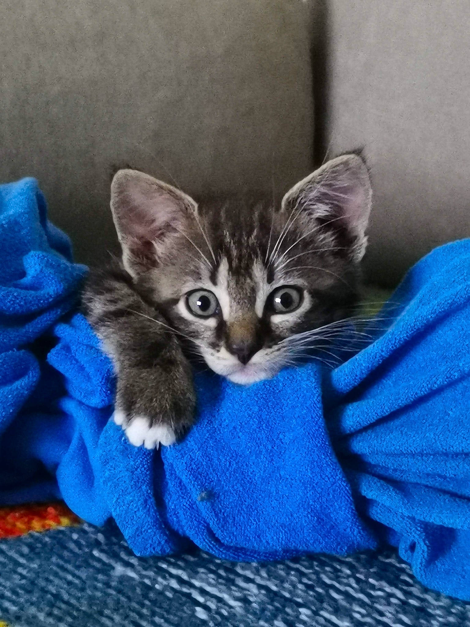 Kaline participe au concours pour gagner de l'argent avec cette photo : carnivore, cat, cat_supply, comfort, domestic_short_haired_cat, door, electric_blue, felidae, fur, grey, paw, small_to_medium_sized_cats, snout, tail, whiskers, window