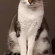 Brigitte Vanoff participe au concours pour gagner de l'argent avec cette photo : cat, tabby, white_fur, sitting, indoor, pet, animal, feline, whiskers, ears, face, paws, fur, looking, calm, domestic, mammal, portrait, closeup, quiet