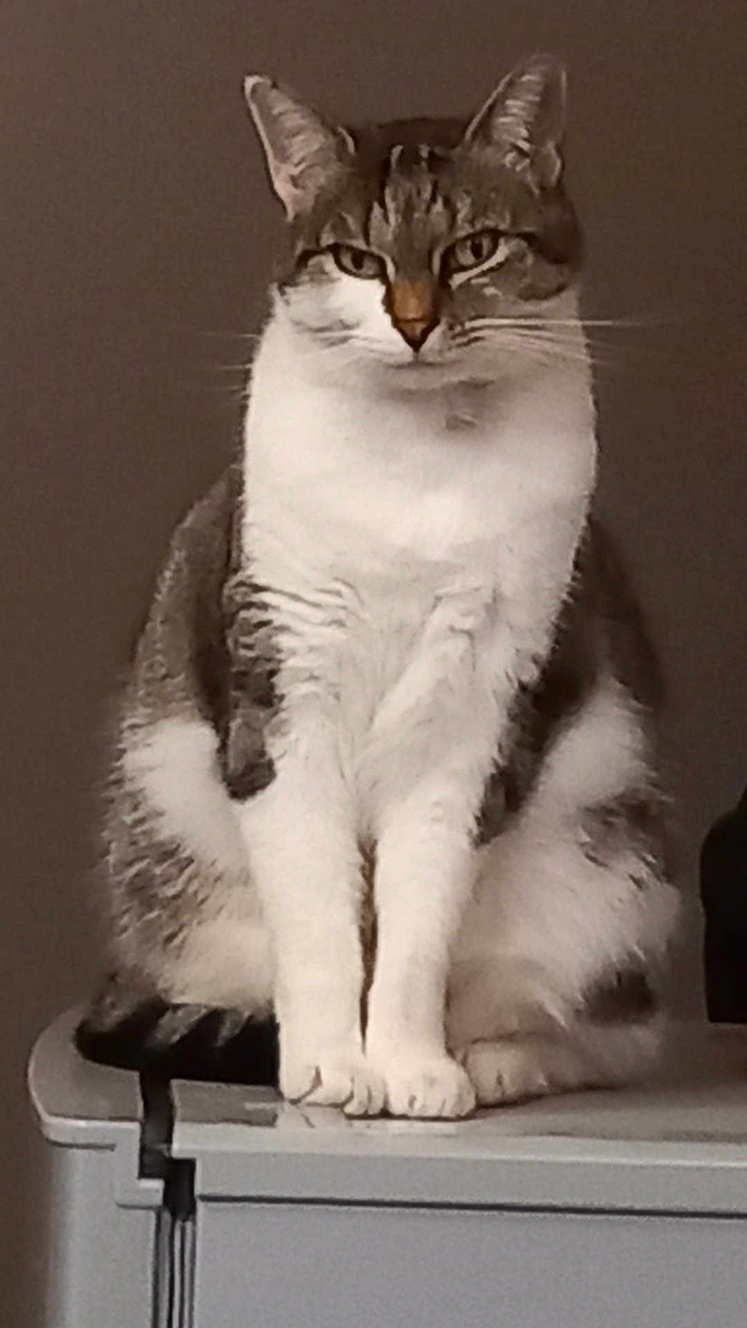 Brigitte Vanoff participe au concours pour gagner de l'argent avec cette photo : cat, tabby, white_fur, sitting, indoor, pet, animal, feline, whiskers, ears, face, paws, fur, looking, calm, domestic, mammal, portrait, closeup, quiet