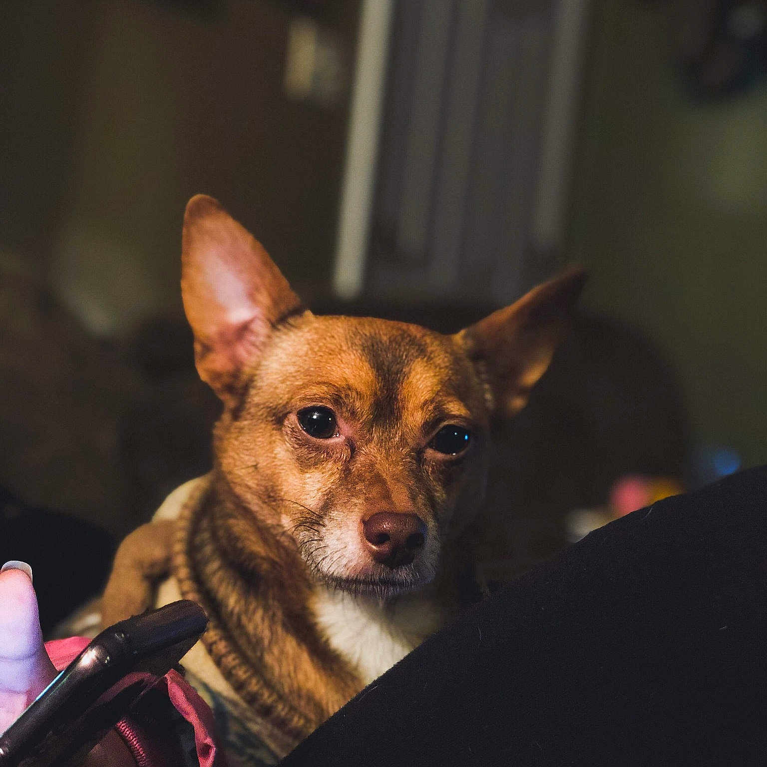 Malu is registered to the contest to win money with this photo: canidae, carnivore, chihuahua, companion_dog, corgi_chihuahua, dog, dog_breed, ear, fawn, mammal, prazsky_krysarik, puppy, russkiy_toy, snout, toy_dog, vertebrate, whiskers