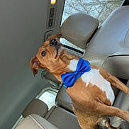 Auston Trouble joined the competition — help win amazing prizes! animal, blue_accessory, bow_tie, brown_fur, car, car_interior, daylight, dog, fashionable, funny, indoors, leather_seats, passenger_seat, pet, portrait, reclining, sitting, sunroof, vehicle, white_fur
