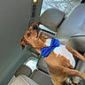 animal, blue_accessory, bow_tie, brown_fur, car, car_interior, daylight, dog, fashionable, funny, indoors, leather_seats, passenger_seat, pet, portrait, reclining, sitting, sunroof, vehicle, white_fur