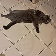 Tokyo participe au concours pour gagner de l'argent avec cette photo : animal, calm, cat, cozy, domestic_cat, floor, fur, gate, gray_cat, home, indoor, pet, quiet, relaxed, resting, shadow, sleepy, sprawled, tile_floor, whiskers