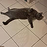 animal, calm, cat, cozy, domestic_cat, floor, fur, gate, gray_cat, home, indoor, pet, quiet, relaxed, resting, shadow, sleepy, sprawled, tile_floor, whiskers