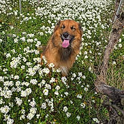 Kheops a rejoint le concours — aidez-le/la à gagner de superbes lots ! dog, flower_field, vineyard, white_flowers, grass, nature, outdoor, sunny, happy_dog, tongue_out, greenery, plants, trees, bushes, summer, spring, animal, pet, canine, smiling