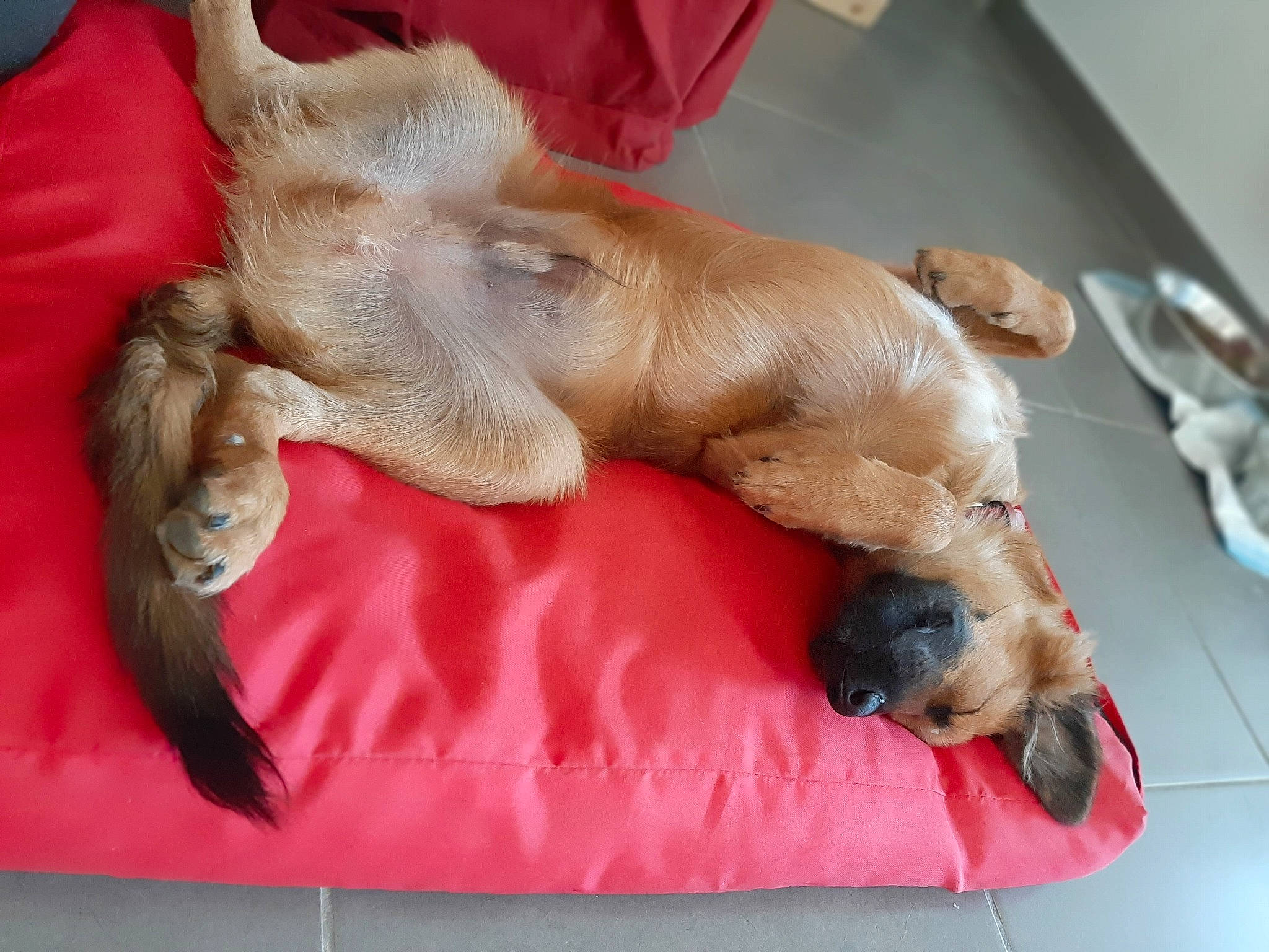 Kheops a rejoint le concours — aidez-le/la à gagner de superbes lots ! border_terrier, canidae, carnivore, companion_dog, dog, dog_breed, fawn, paw, puppy, puppy_love, sporting_group