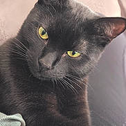 Sancho participe au concours pour gagner de l'argent avec cette photo : black_cat, cat, pet, animal, feline, yellow_eyes, whiskers, fur, close_up, portrait, indoor, cozy, relaxed, cute, domestic_animal, mammal, soft_light, curious, resting, alert