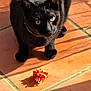 black_cat, cat, pet, animal, toy, floor, terracotta_tiles, sunlight, shadow, playful, feline, whiskers, paws, indoor, focus, alert, curious, domestic_cat, close_up, cute