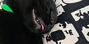 Sancho participe au concours pour gagner de l'argent avec cette photo : cat, black_cat, sleeping, tongue_out, collar, pet, indoor, closeup, feline, cute, resting, whiskers, fur, nose, ear, patterned_cushion, relaxed, animal, domestic_cat, cozy
