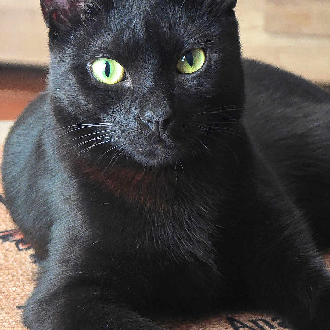 Sancho participe au concours pour gagner de l'argent avec cette photo : animal, black_cat, cat, closeup, domestic_cat, ears, feline, fur, green_eyes, home, indoor, looking_at_camera, lying_down, mat, natural_light, pet, portrait, relaxed, whiskers, wooden_floor