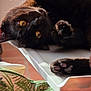 cat, black_cat, pet, animal, indoor, table, paw, yellow_eyes, relaxing, upside_down, fur, close_up, reflection, cozy, fabric, pattern, leaf_pattern, sunlight, home, resting