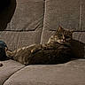 Rhym participe au concours pour gagner de l'argent avec cette photo : animal, cat, couch, cozy, cute, ears, eyes, feline, furniture, gray_cat, home, indoor, living_room, mammal, pet, relaxing, resting, sofa, texture, whiskers