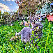 Rhym participe au concours pour gagner de l'argent avec cette photo : animal, bench, cat, clouds, curious, feline, garden, grass, gray_cat, greenery, nature, outdoor, pet, plants, shrub, sky, trees, wildlife, wood, yard