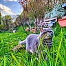 animal, bench, cat, clouds, curious, feline, garden, grass, gray_cat, greenery, nature, outdoor, pet, plants, shrub, sky, trees, wildlife, wood, yard