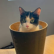 Trésor a rejoint le concours — aidez-le/la à gagner de superbes lots ! animal, cat, cozy, curious, cute, domestic, ears, eyes, face, feline, fur, greenery, home, indoor, natural_light, pet, table, whiskers, window, wooden_basket