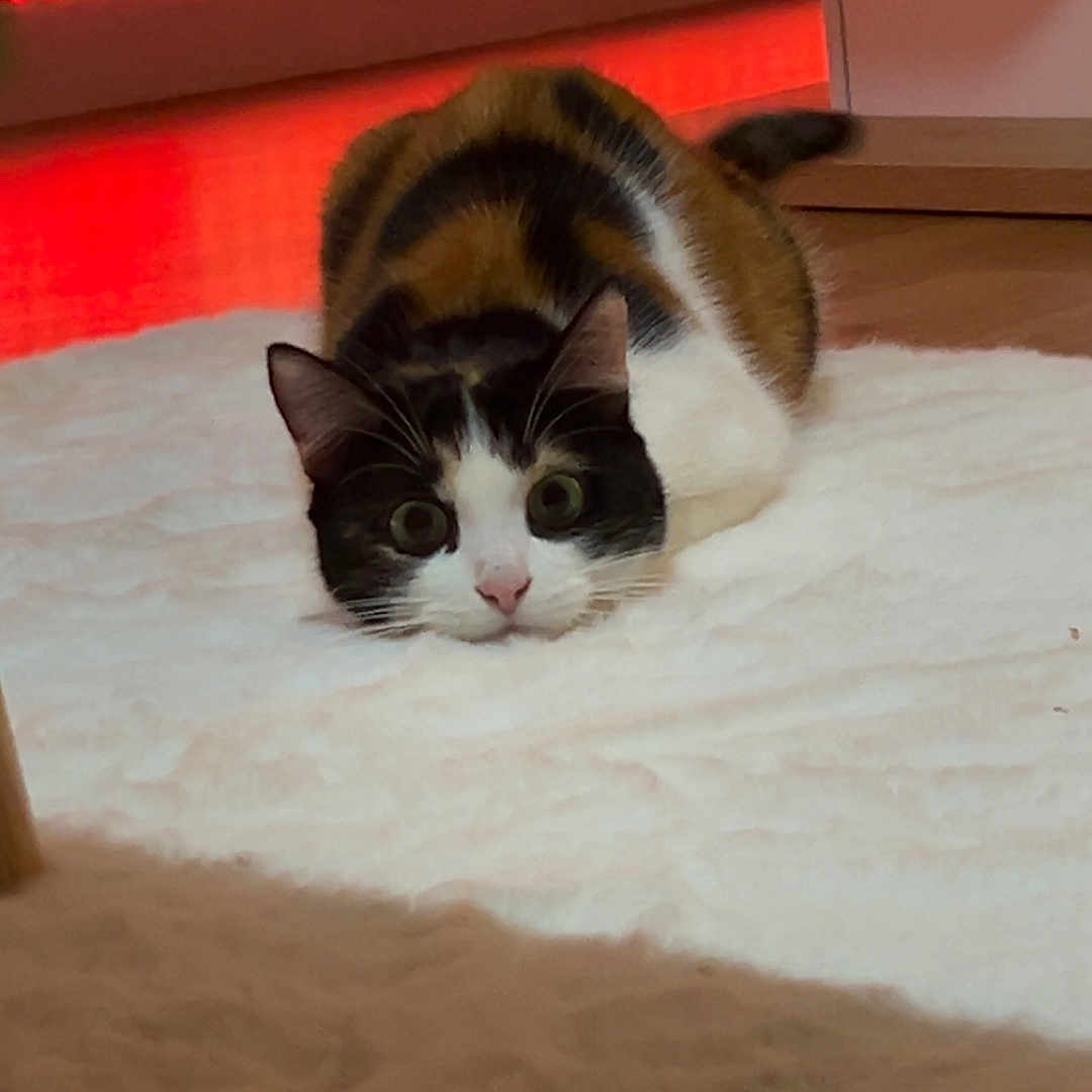 Trésor a rejoint le concours — aidez-le/la à gagner de superbes lots ! alert, animal, calico, carpet, cat, cozy, crouching, curious, ears, feline, floor, fur, home, indoor, pet, playful, red_light, tail, whiskers, white_rug