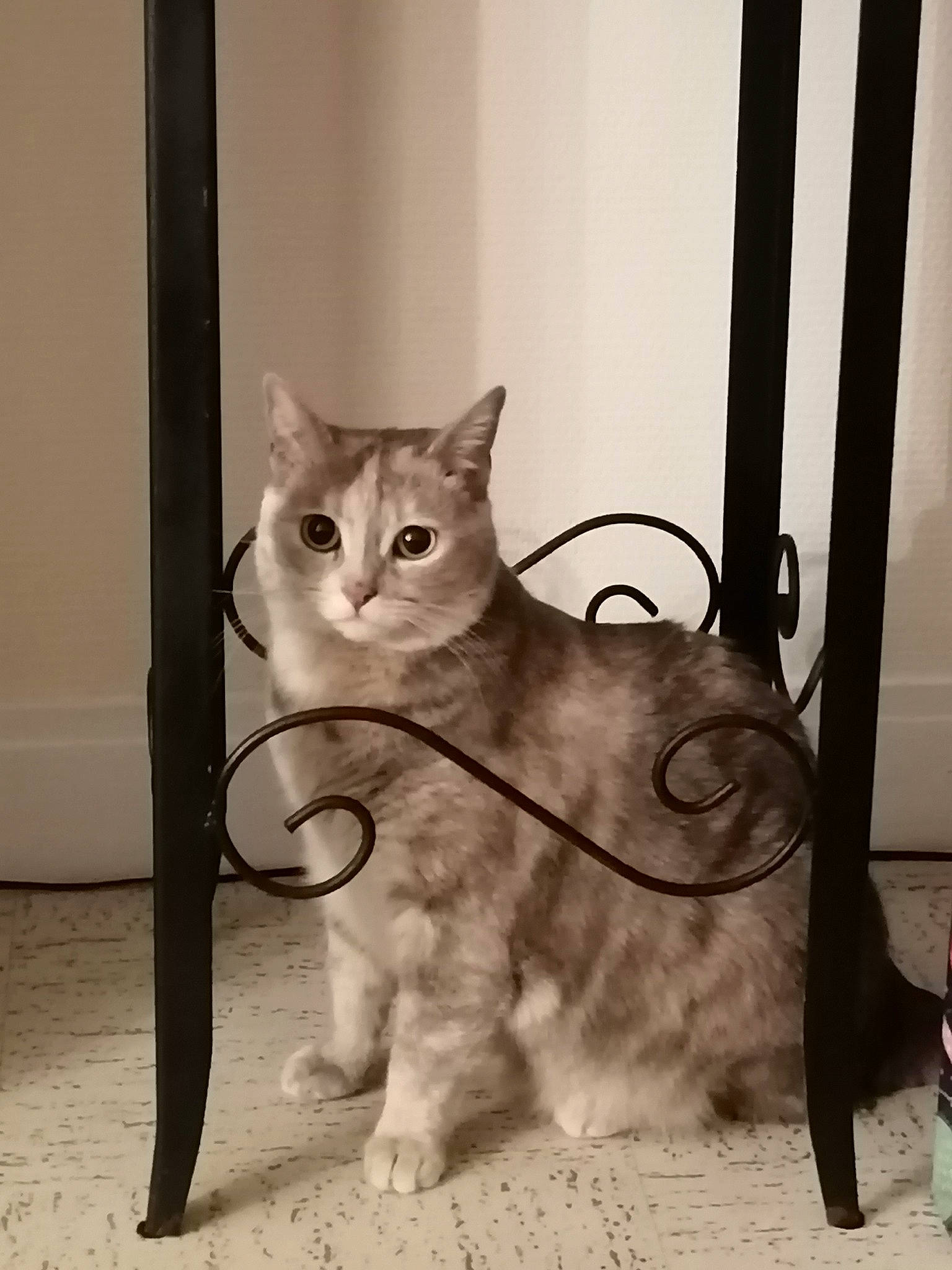 Bella participe au concours pour gagner de l'argent avec cette photo : carnivore, cat, domestic_short_haired_cat, fawn, felidae, flooring, fur, metal, monochrome, monochrome_photography, paw, room, small_to_medium_sized_cats, snout, tail, terrestrial_animal, visual_arts, whiskers, window, wood