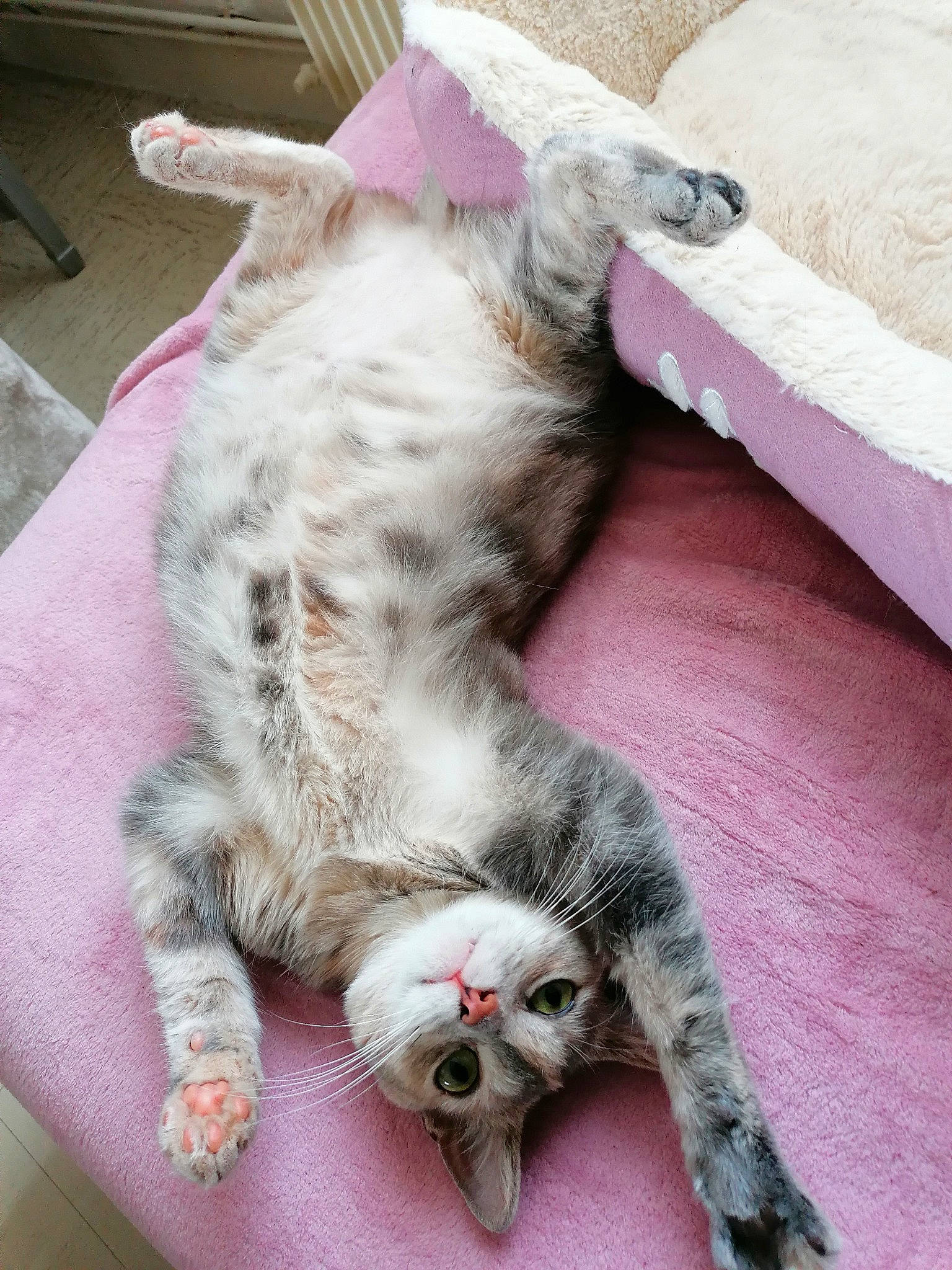 Bella participe au concours pour gagner de l'argent avec cette photo : carnivore, cat, claw, comfort, domestic_short_haired_cat, fang, felidae, fur, linens, paw, small_to_medium_sized_cats, snout, tail, whiskers