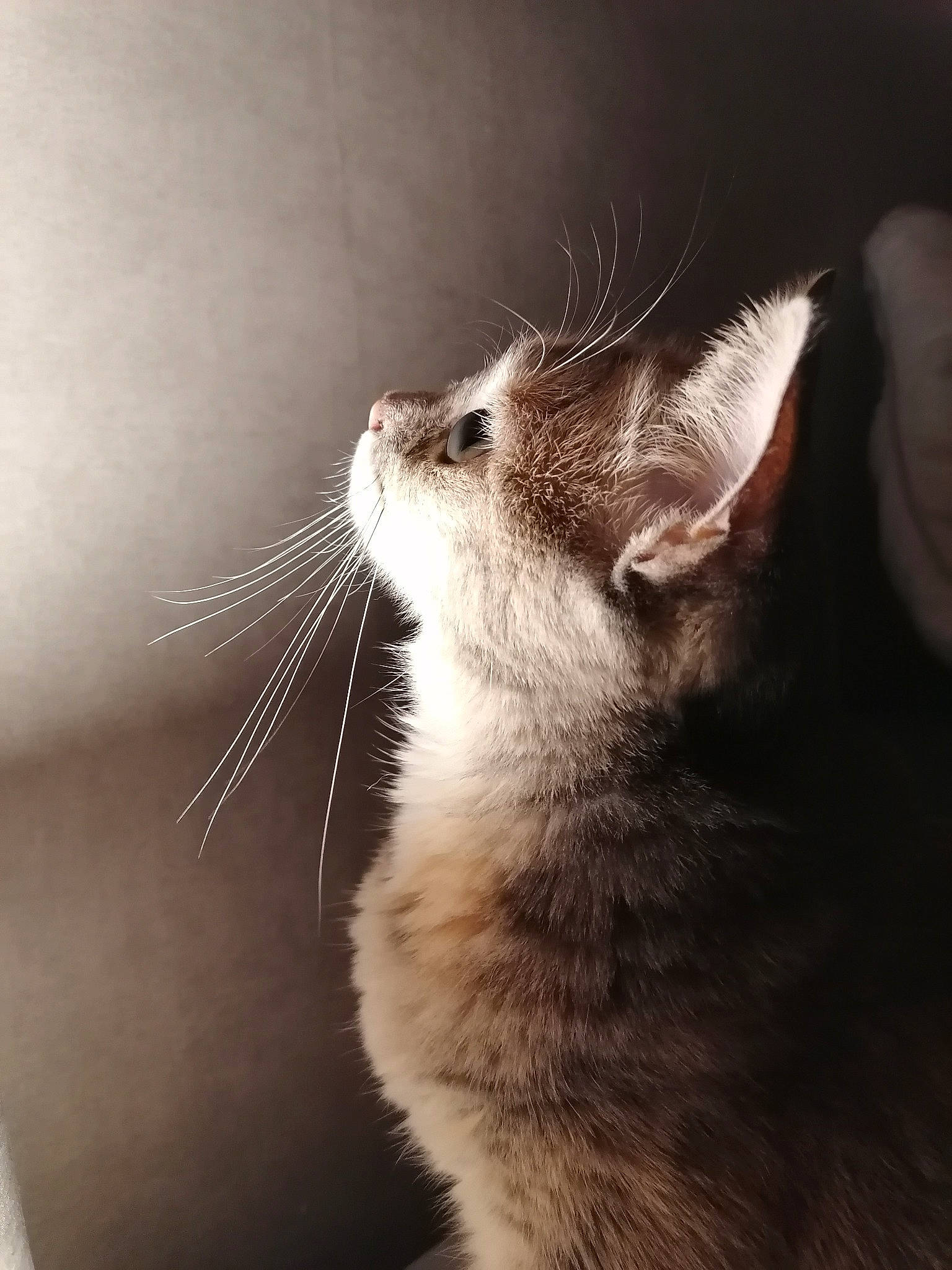 Bella participe au concours pour gagner de l'argent avec cette photo : carnivore, cat, claw, darkness, domestic_short_haired_cat, eyelash, felidae, fur, macro_photography, monochrome, monochrome_photography, paw, small_to_medium_sized_cats, snout, still_life_photography, tail, terrestrial_animal, whiskers, wildlife, window