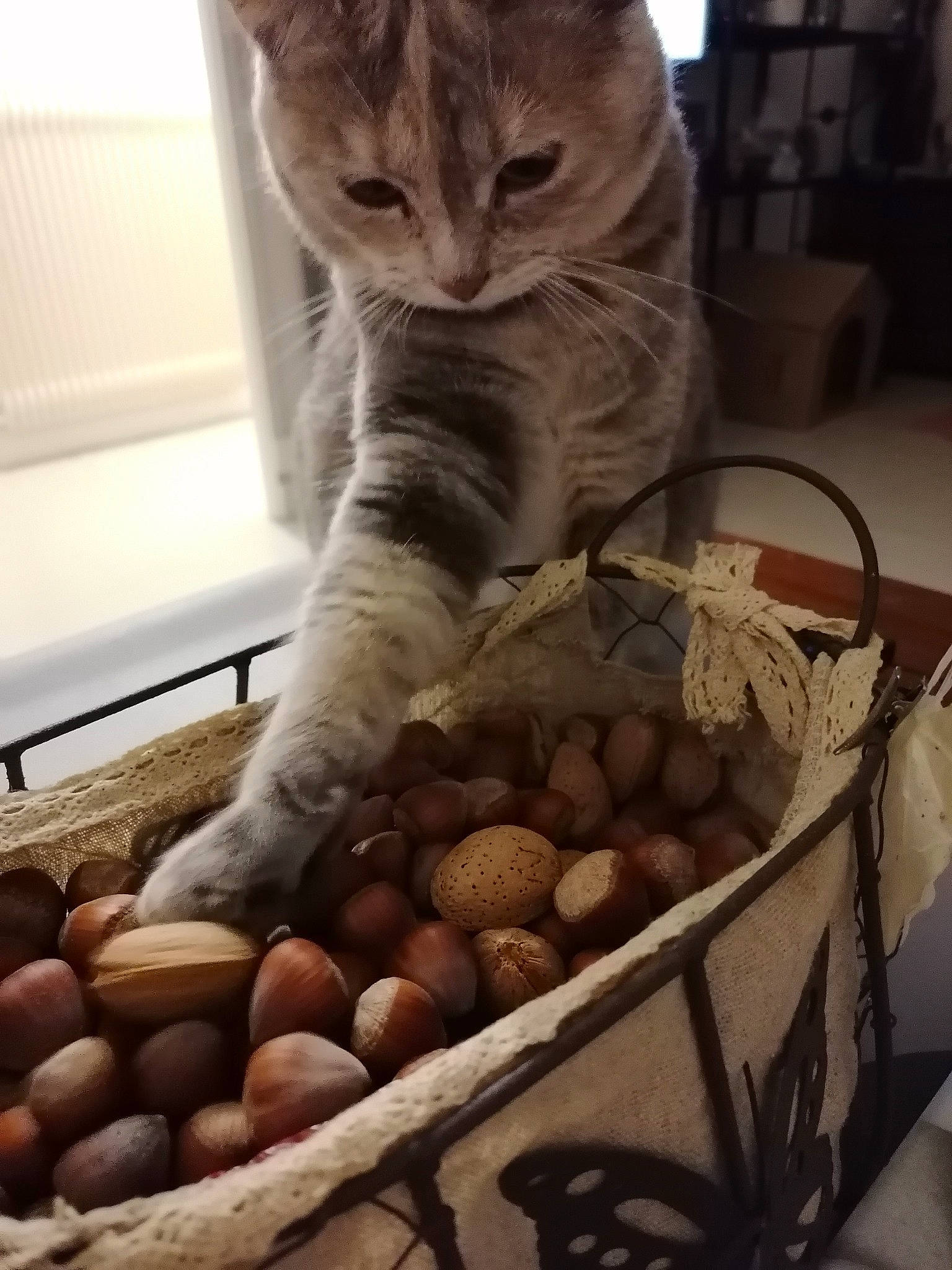 Bella participe au concours pour gagner de l'argent avec cette photo : basket, box, cat, cat_supply, crate, domestic_short_haired_cat, felidae, food, fur, ingredient, local_food, natural_foods, pet_supply, produce, small_to_medium_sized_cats, superfood, vegetable, whiskers, whole_food, wood