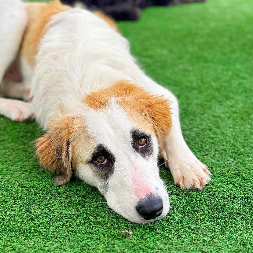 June joined the competition — help win amazing prizes! animal, ball, canine, dog, field, football, goldenretriever, grass, hound, husky, lawn, outdoors, pet, plant, puppy, soccer, sport, tennis, tennisball, whitedog