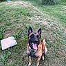 dog, german_shepherd, grass, outdoor, pet, animal, tongue_out, ears_up, happy, nature, greenery, lawn, canine, mammal, sitting, collar, garden, summer, friendly, playful