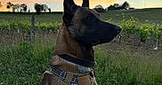 Arlo participe au concours pour gagner de l'argent avec cette photo : alert, animal, canine, clouds, dog, evening, fence, field, grass, harness, landscape, nature, outdoor, portrait, rural, scenery, sitting, sky, sunset, vines