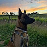dog, sunset, field, grass, harness, outdoor, nature, sky, clouds, canine, animal, vines, fence, landscape, evening, portrait, sitting, alert, rural, scenery