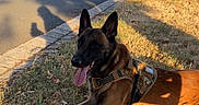 Arlo a rejoint le concours — aidez-le/la à gagner de superbes lots ! dog, belgian_malinois, grass, leash, harness, road, tree, cypress_tree, stone_building, window, bench, shadow, sunlight, outdoor, nature, pet, animal, panting, summer, resting