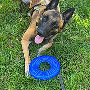 Arlo a rejoint le concours — aidez-le/la à gagner de superbes lots ! dog, frisbee, grass, outdoor, pet, canine, leash, tongue, playful, ears, panting, brown, black, happy, summer, daylight, nature, animal, toy, resting