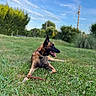dog, grass, outdoor, sky, blue_sky, greenery, pet, canine, animal, tongue_out, collar, stick, nature, sunny, daytime, relaxed, laying_down, ears_up, happy, park