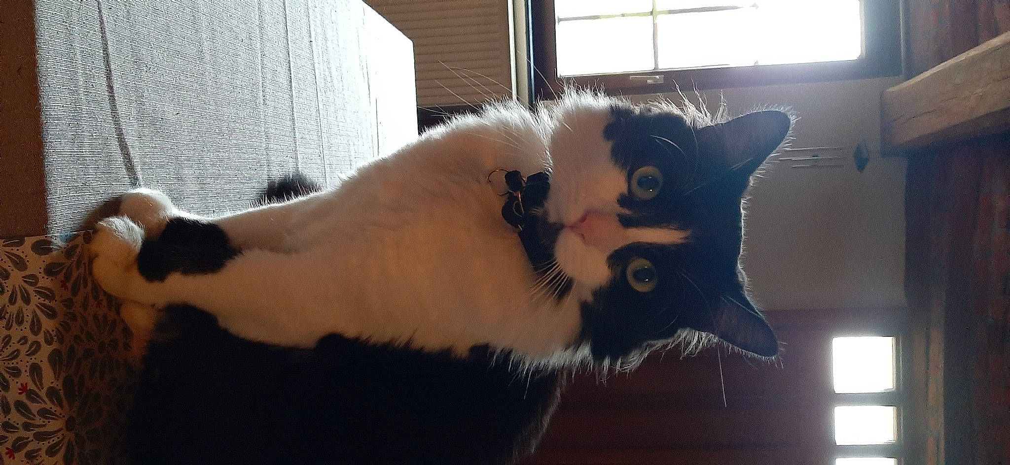 Adès a rejoint le concours — aidez-le/la à gagner de superbes lots ! carnivore, cat, daylighting, felidae, fixture, fur, iris, small_to_medium_sized_cats, snout, tail, terrestrial_animal, whiskers, window_blind, window_covering, window_treatment