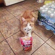 Tuna is registered to the contest to win money with this photo: carnivore, cat, cat_food, cat_supply, companion_dog, fawn, felidae, floor, flooring, food, fur, gas, hardwood, ingredient, pet_food, pet_supply, small_to_medium_sized_cats, tail, whiskers, wood