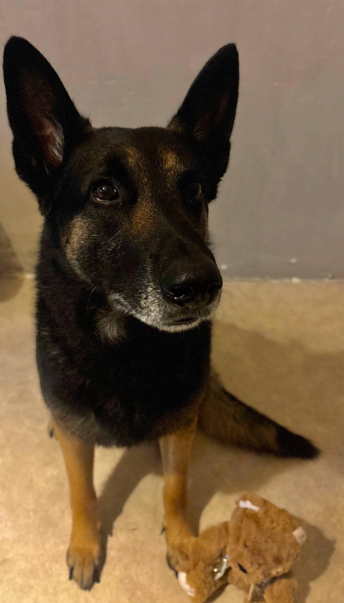 Thanos participe au concours pour gagner de l'argent avec cette photo : animal, black, brown, canine, carpet, companion, cute, dog, domestic, ears, face, fur, german_shepherd, indoor, looking_up, paw, pet, sitting, stuffed_animal, toy